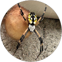 Steve Hopkins profile picture